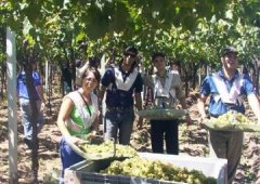 Cosecha uvas blancas